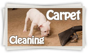 pet stain removal